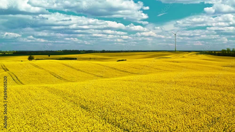 custom made wallpaper toronto digitalFlying above yellow rape fields and wind turbine, Poland