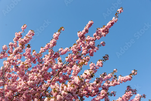 Cherry blossoms and pink flowers on blue sky background