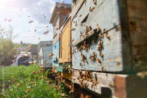 Close up of flying bees. Wooden beehive and bees. Plenty of bees at the entrance of old beehive in apiary. Working bees on plank. Frames of a beehive.  © Александр Гаврилычев