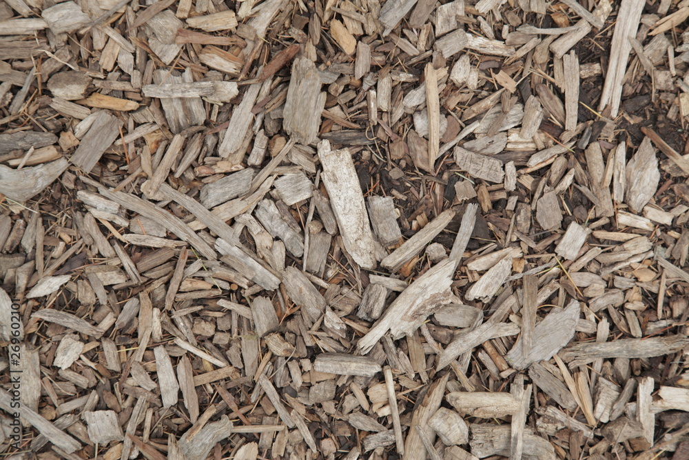 bark background bark background