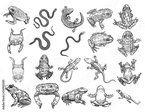 Large set of reptiles frog, toad, lizard and snakes. Stylized drawing of decorative drawn witchcraft, voodoo magic attribute. Illustration for Halloween. Vector