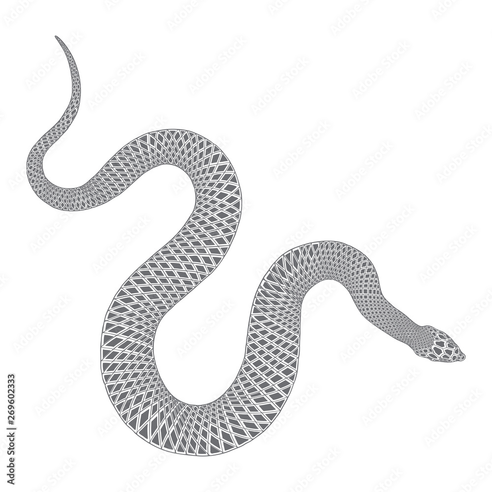 Fototapeta premium Snake drawing illustration. Black serpent isolated on a white background tattoo design. Venomous reptile, drawn witchcraft, voodoo magic attribute for Halloween. Vector.