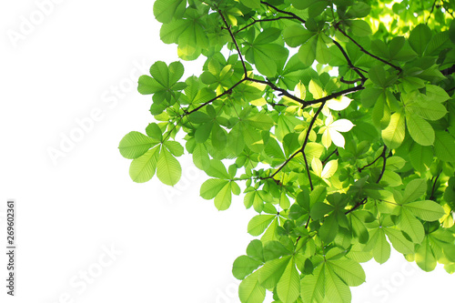 新緑（トチノキ）