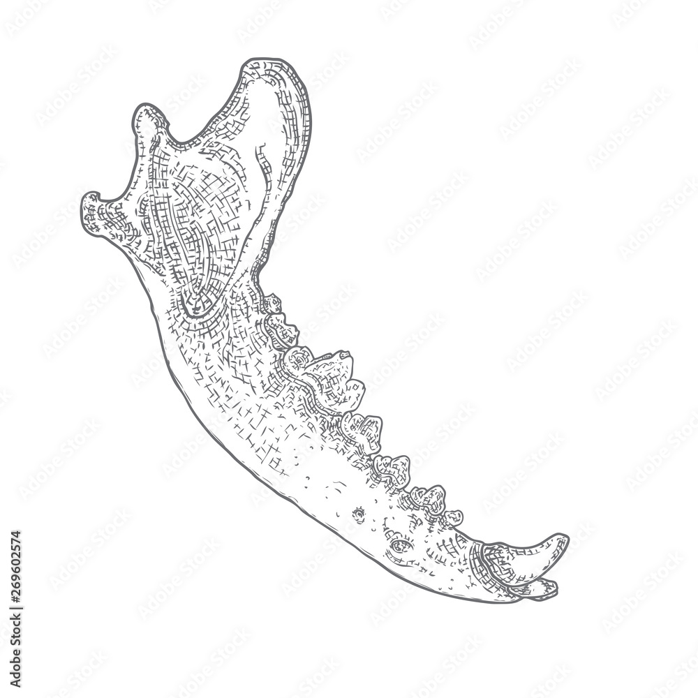 Wolf or dog jaw for Tshirt. Hunting style predator background. Aged