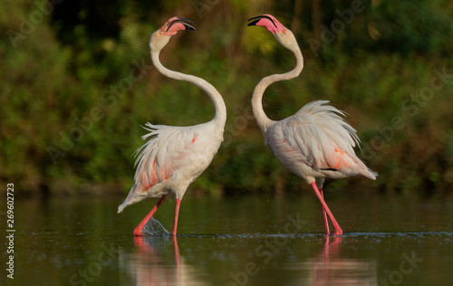 Greater Flamingo fighting for food in golden light at early morning from Ahmedabad, Gujarat, India photo
