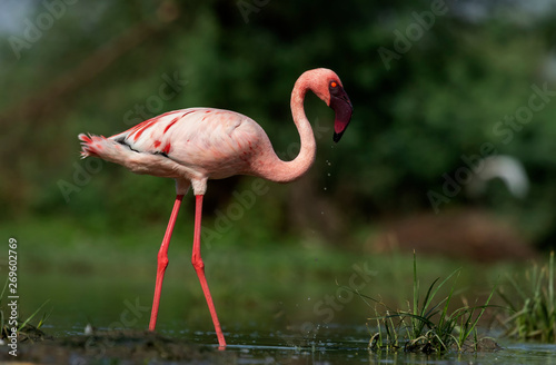 Lesser Flamingo with Water Droplets in golden light at early morning from Ahmedabad, Gujarat, India photo
