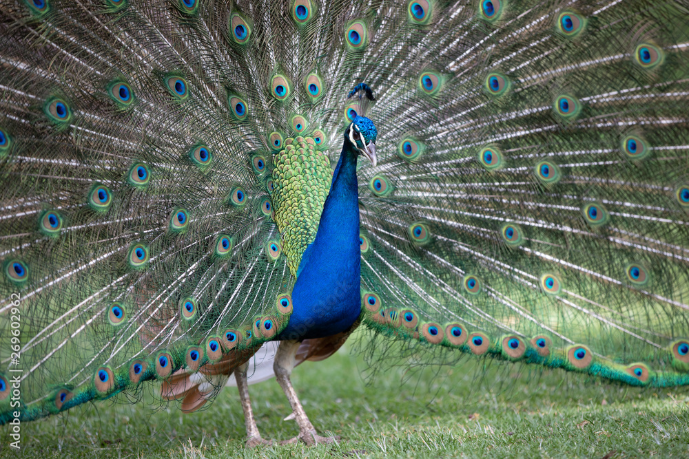 Naklejka premium Peacock with all its colors