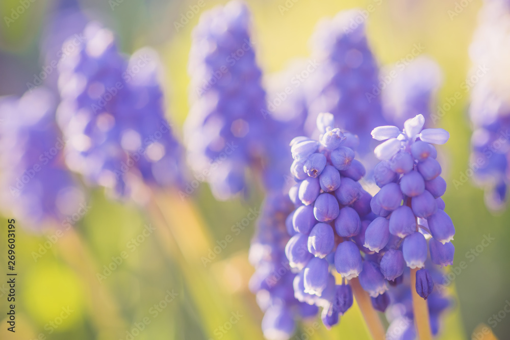 Small blue flower grape hyacinth grow on spring field Small blue flower grape hyacinth grow on spring field