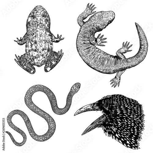 Set of witchcraft magic, occult attributes decorative elements. Frog, toad, lizard, reptile, crow, bird, raven, snake. Set for Halloween. Vector.