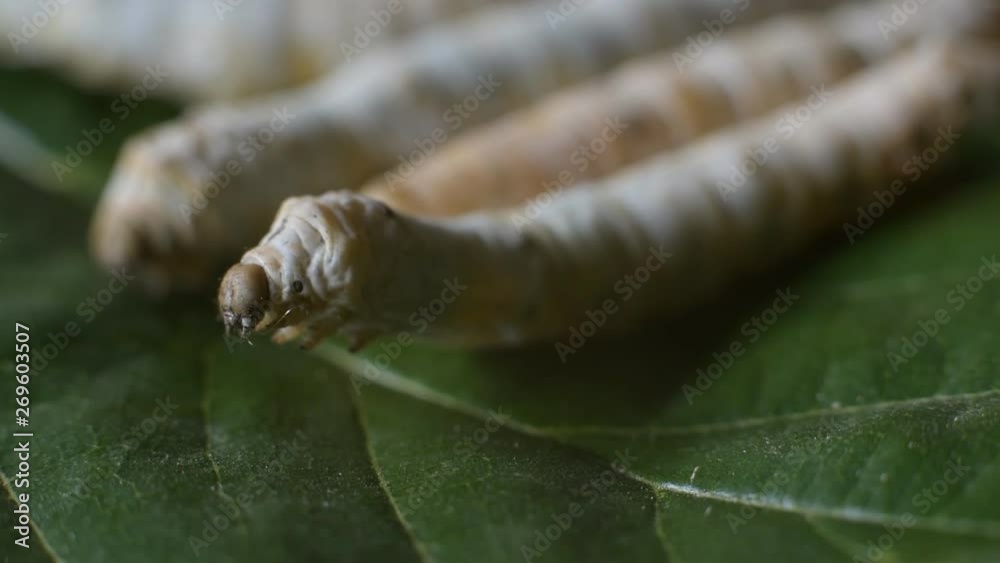 Close-up of the head of a silkworm on leaves of a mulberry tree Close-up of the head of a silkworm on leaves of a mulberry tree
