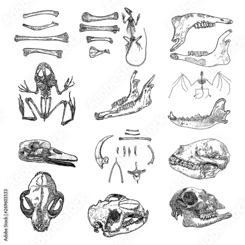 Magic animal bones design elements set. Hand drawn sketch for magician collection. Witchcraft spell symbols, bird raven, chicken bones, wolf or dog jaw, vampire bat skeleton, rat or mouse. Vector. photo