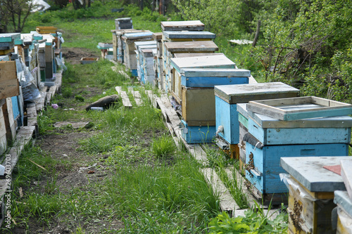view of the apiary with bees