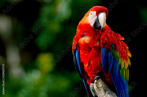 Parrot