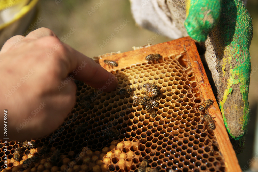 honeycomb with bees close up, working bees make honey honeycomb with bees close up, working bees make honey