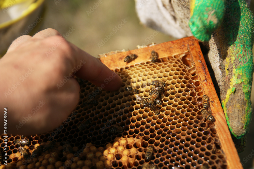 honeycomb with bees close up, working bees make honey honeycomb with bees close up, working bees make honey