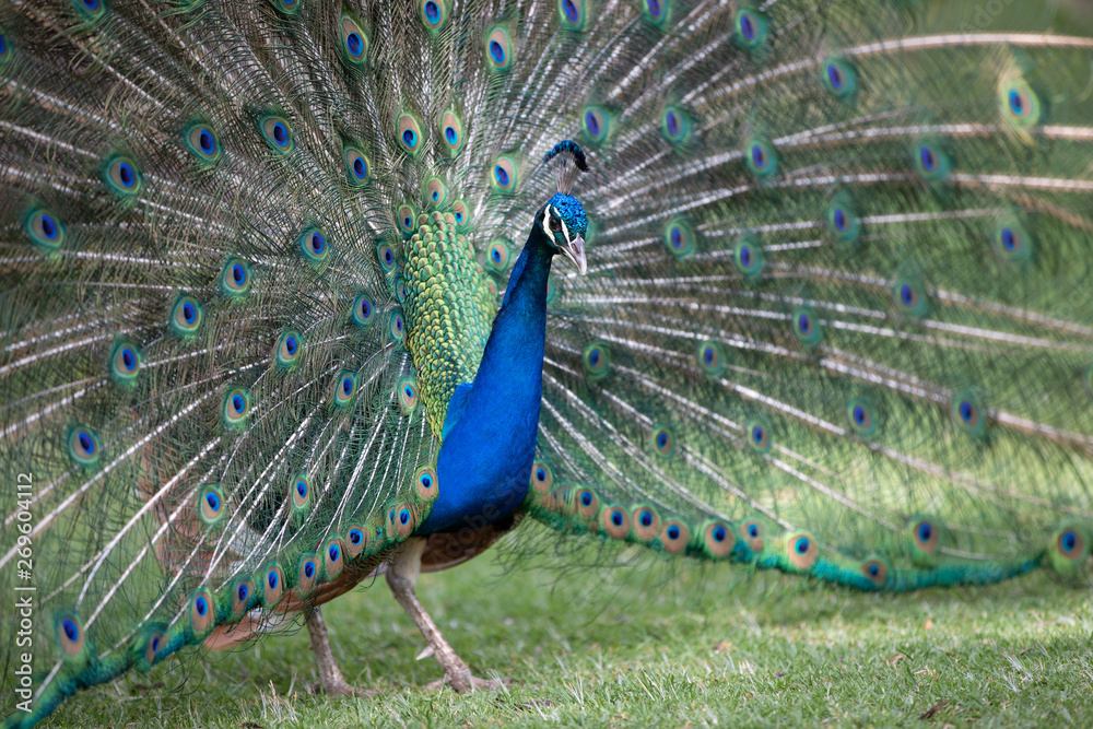 Obraz premium Peacock with all its colors