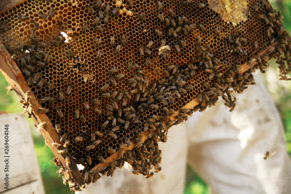 honeycomb with bees close up, working bees make honey honeycomb with bees close up, working bees make honey