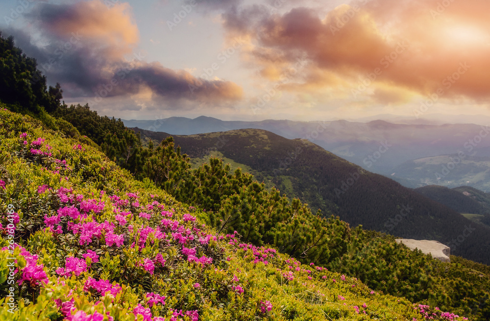 Wonderful Mountain Landscape at Sunset. Spring landscape in mountains with Flower of a Rhododendron and the morning sun. Dramatic Picturesque Scene. Instagram Filter.