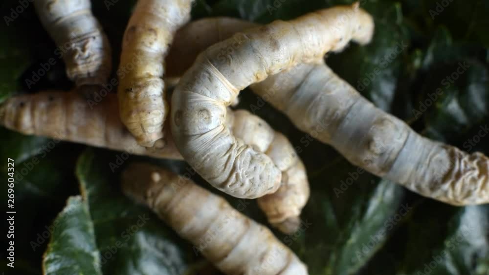 Macro of the body of many Silkworms moving over each other to look for food Macro of the body of many Silkworms moving over each other to look for food
