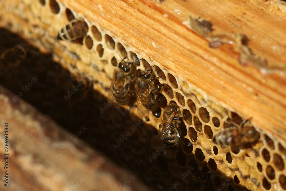 honeycomb with bees close up, working bees make honey honeycomb with bees close up, working bees make honey