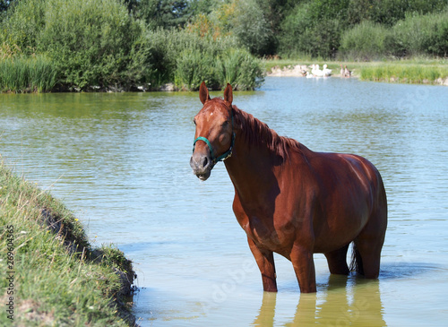 The chestnut horse of sports type relaxs in water after the training