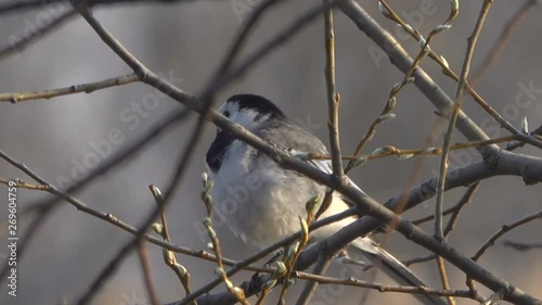 White wagtail bird sings among the branches.