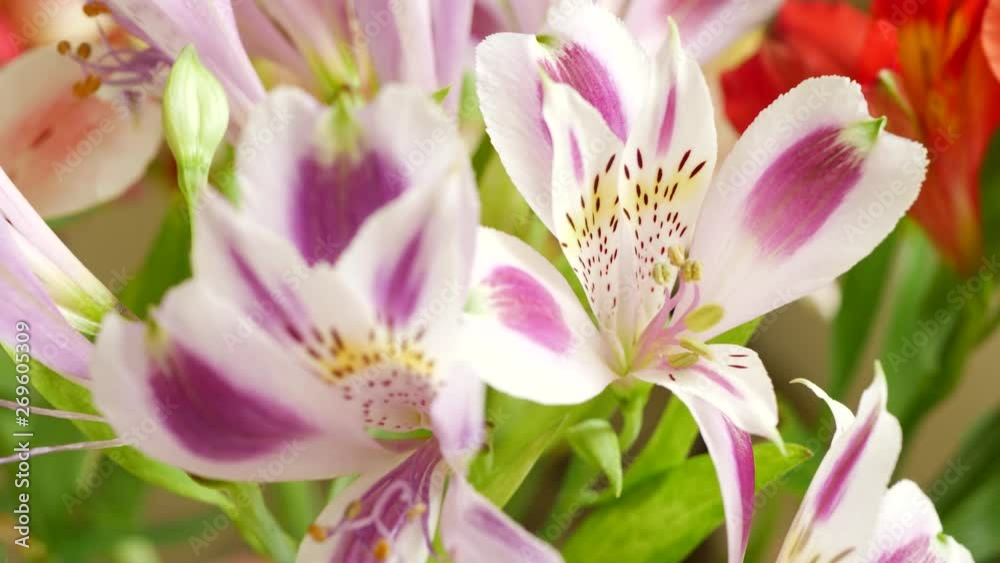 Beautiful pink, violet or purple lilium flowers and green leaves. Concept of florist creating beautiful bouquet in flower shop Beautiful pink, violet or purple lilium flowers and green leaves. Concept of florist creating beautiful bouquet in flower shop