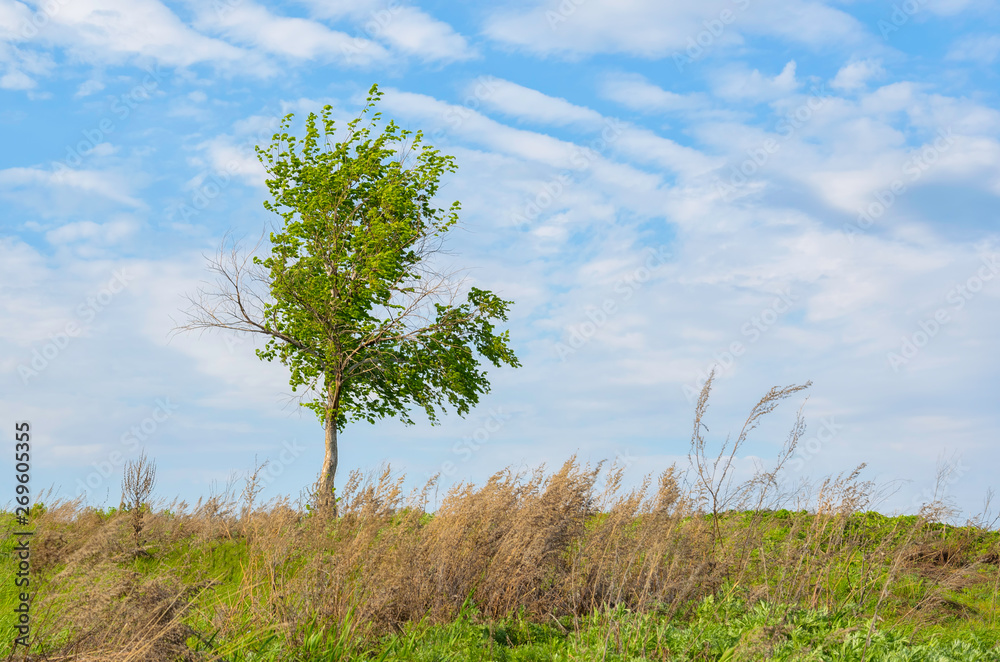 Tree and the field on a sunny summer day. Voroninsky National Park, Tambov Oblast, Russia Tree and the field on a sunny summer day. Voroninsky National Park, Tambov Oblast, Russia