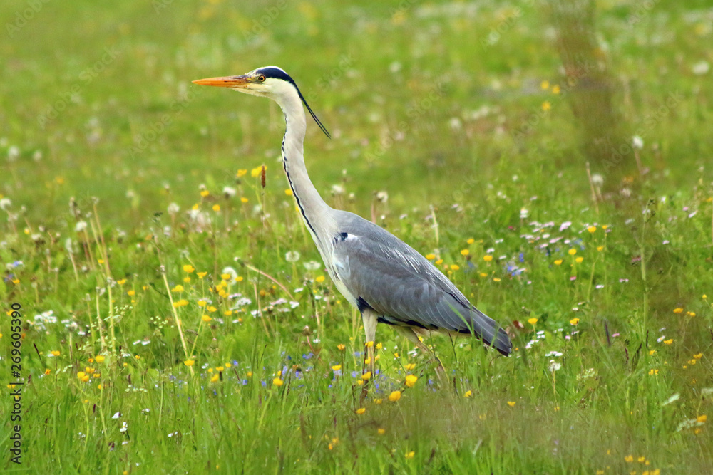 Fototapeta premium Graureiher (Ardea cinerea)