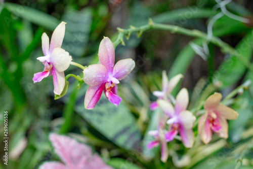 Pink Phalaenopsis or Moth dendrobium Orchid flower. Tropical garden Floral background. Selective focus