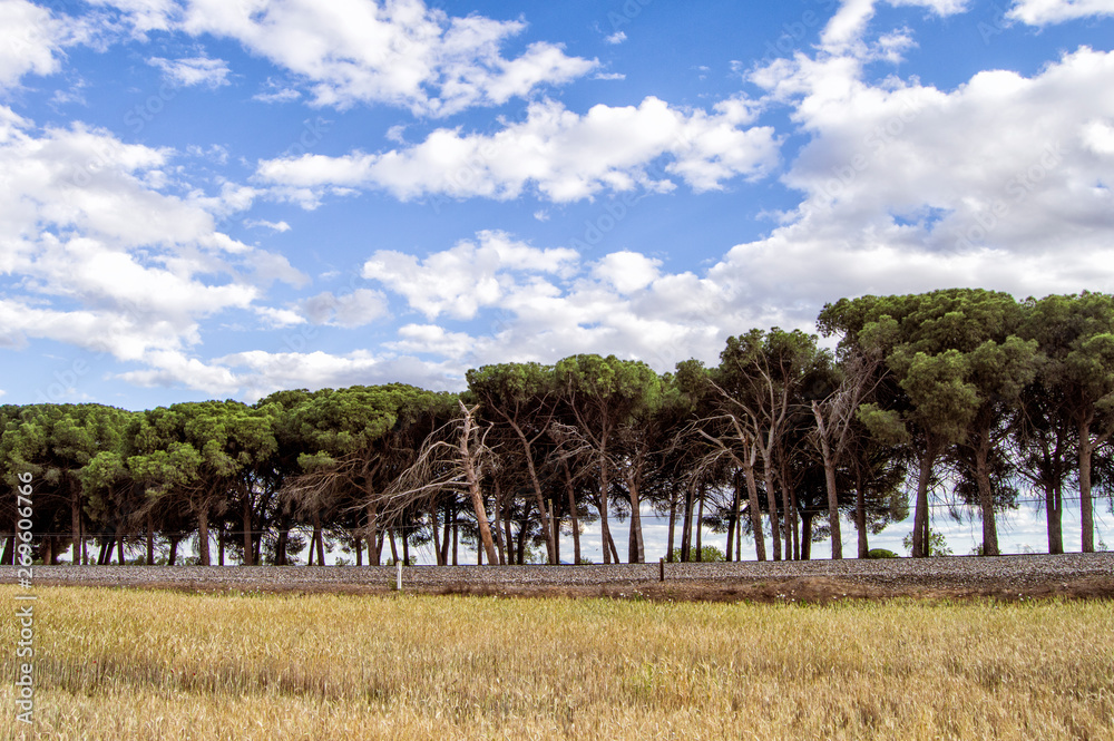 landscape with long row of pines in Toledo. Castilla-La Mancha. Spain.