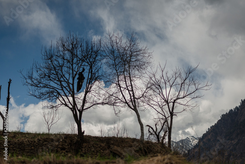 Photo of autumn tree in himalayas - Sainj Valley