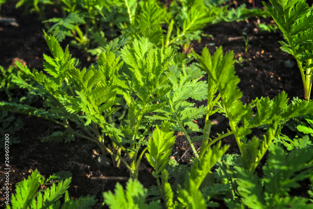Obraz premium Young shoots of wormwood on a blurred background. Wormwood plant used for herbal medicine.
