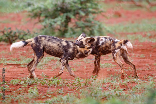 playing and fighting african wild dog in Zimanga Game Reserve at the Mkuze river in South Africa © henk bogaard