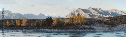 An autumn panorama of a mountain ridge with the Katun river in the foreground; a panoramic landscape of the fall in Altai mountains with hill range in the background and yellowed trees on a riverbank