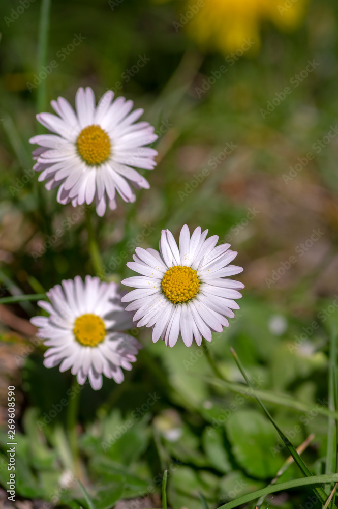 Bellis perennis wild beautiful flowers in bloom, group of flowering plants, white pink petals