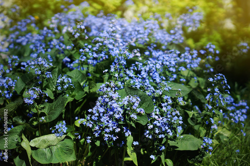 Brunnera macrophylla 'Sea Heart' - siberian bugloss, great forget-me-not, largeleaf brunnera, heartleaf in summer garden
