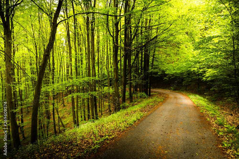 Obraz premium Rural road in summer forest.