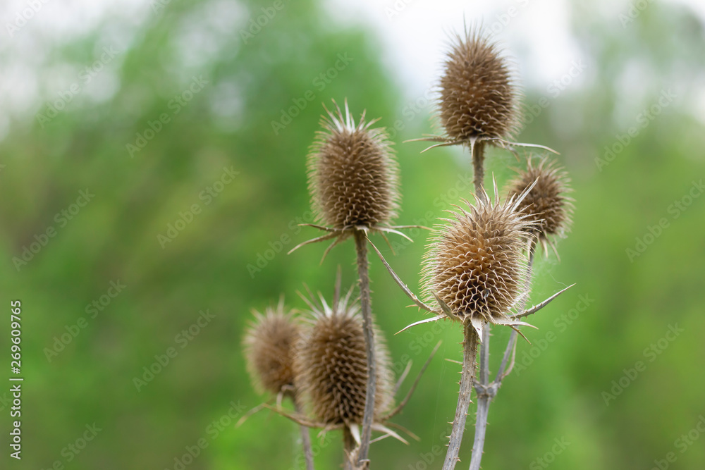 Brown thorny big thistle in the field Brown thorny big thistle in the field