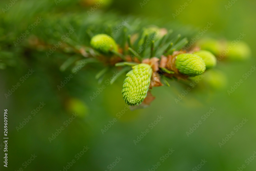 Green young soft needles of a fir-tree Green young soft needles of a fir-tree