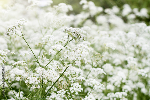 Many cow parsley plants in bloom; Anthriscus sylvestris plants growing together