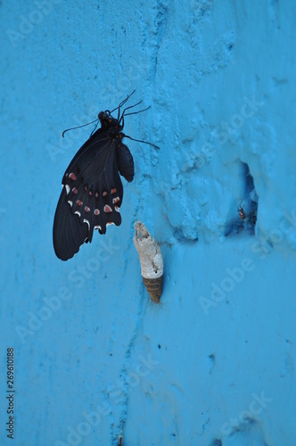 Mariposa con capullo 