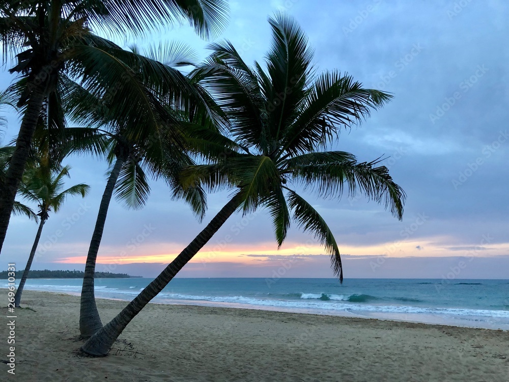 Sunset palm tree beach Punta Cana, Dominican Republic 