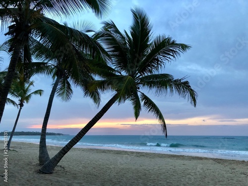 Sunset palm tree beach Punta Cana  Dominican Republic 