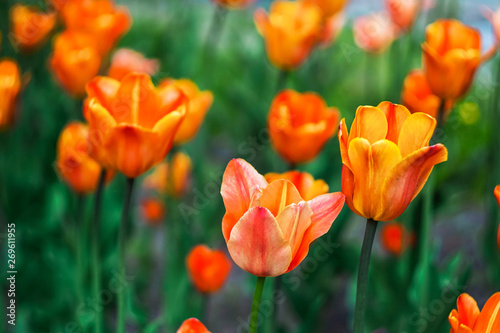 bright orange tulips on a flower bed