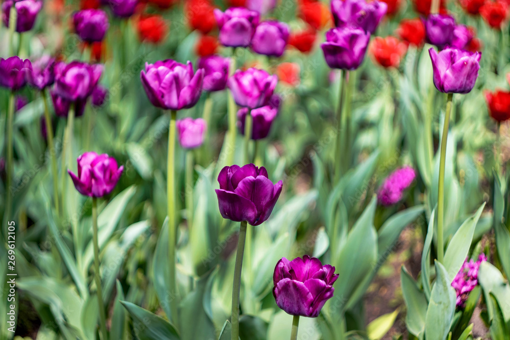 purple and red tulips on the flower bed, background image