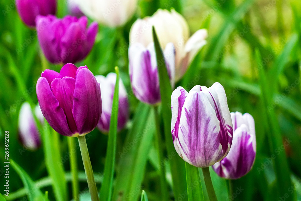 Obraz premium purple and white-pink tulips on a flower bed close-up