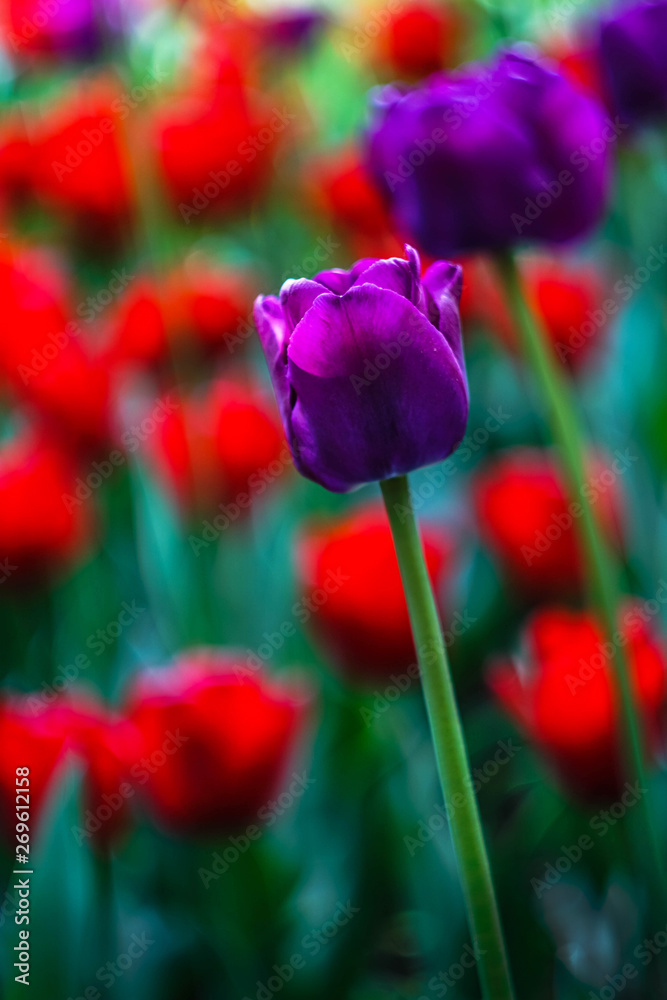 Obraz premium purple Tulip in a flower bed with red tulips closeup