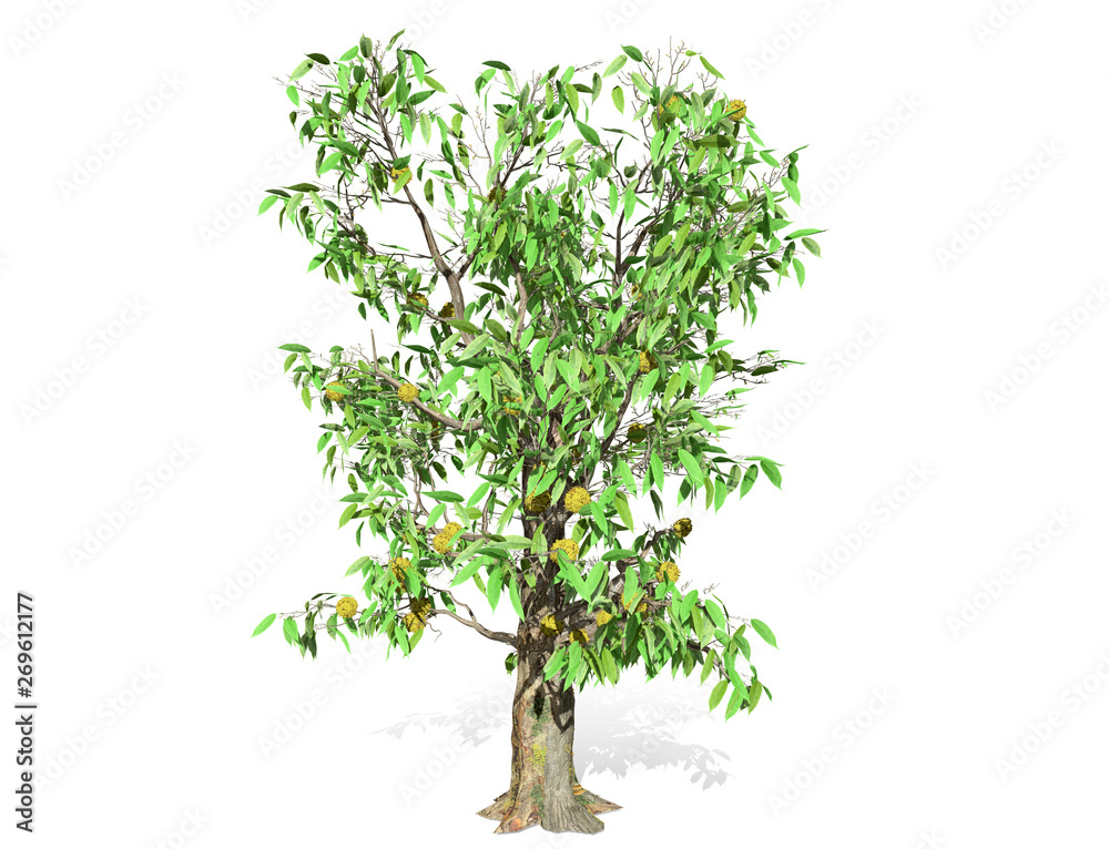 3D rendering - Durian tree isolated over a white background use for natural poster or wallpaper design, 3D illustration Design. 3D rendering - Durian tree isolated over a white background use for natural poster or wallpaper design, 3D illustration Design.