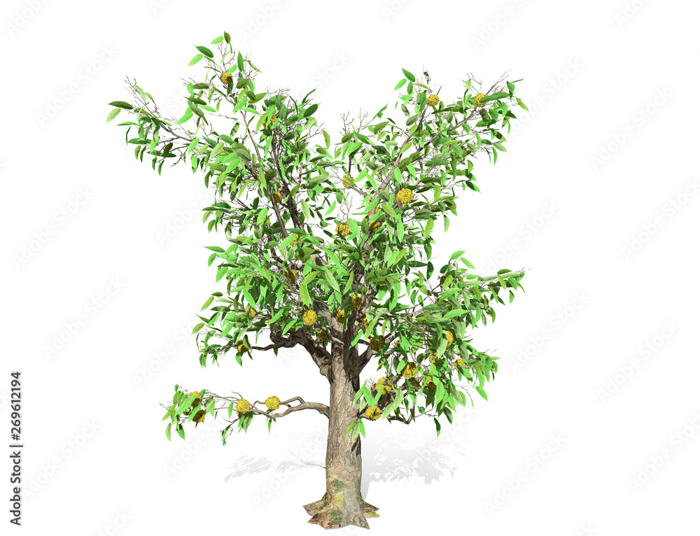 3D rendering - Durian tree isolated over a white background use for natural poster or wallpaper design, 3D illustration Design. 3D rendering - Durian tree isolated over a white background use for natural poster or wallpaper design, 3D illustration Design.
